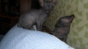 котятки донского сфинкса #1068981