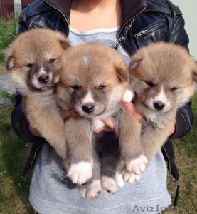 щенки акиты (японской) #1080821