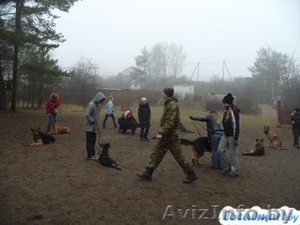 Курсы Инструкторов дрессировщиков служебно-спортивных собак  #1070322