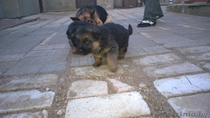 Продам щенков немецкой овчарки... #1072244