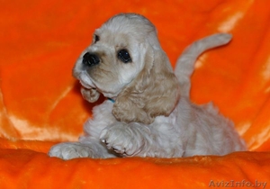 Американский кокер спаниель. Щенки. #1065195