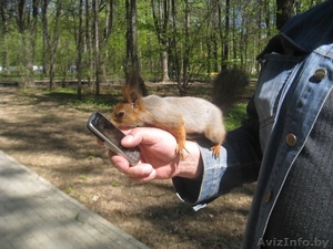 Белочки !!!!!!!! #1091915