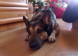 В добрые руки собака Серж! #1092346