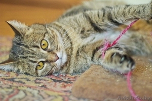 Ириска - молодая кошечка,  похожая на британку в дар! #1091144