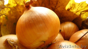 Покупаем многозачатковый лук для выгонки на перо #1091661