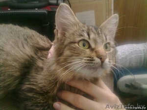 Кошка ищет новый дом #1089217