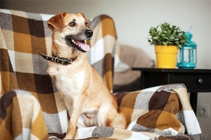 Трогательная собака Апельсинка в добрые руки #1091449