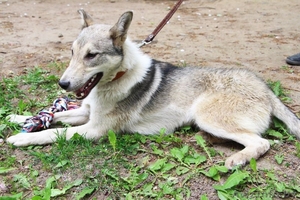 Метис лайки в дар! #1091142