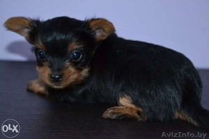 прекрасный щенок йоркширского терьера #1096483