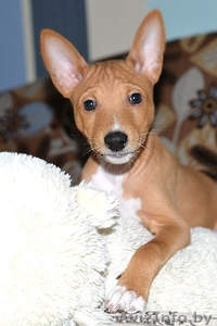  Продаются щенки БАСЕНДЖИ. #1084221