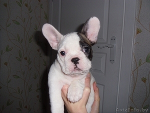 Замечательные щенки французского бульдога с родословной #1088301