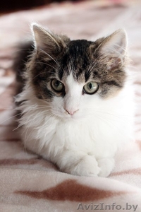 Замечательный мальчишка Эльфи в дар! #1091143