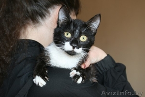 Котенок Маркиз окраса «маркиз» в дар #1094740