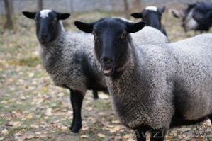Срочно продам оптом баранов романовской породы #1093987