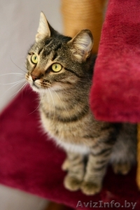 Ласковая и нежная кошечка Эва в дар! #1091139