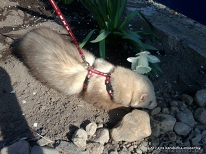 Батошка приглашает на Вязку Хорька #1084077