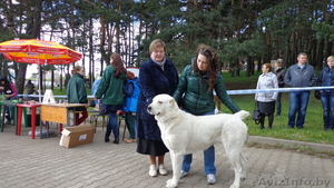 среднеазиатской овчарки крупные щенки от папы гиганта #1096307