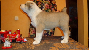 среднеазиатской овчарки две девочки - азиаточки #985356