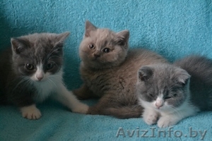 Британсие котята #1096847