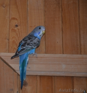 Волнистый попугай  птенцы #1084321