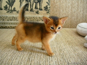 Абиссинские котята,  дорого #1091791