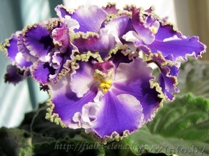 Фиалки сортовые детки #1097295