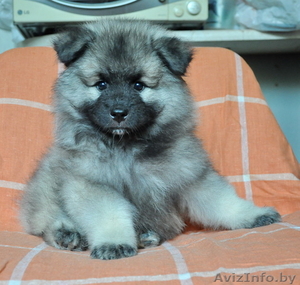 Кеесхонд / вольфшпиц щенки на wolfspitz.by #1077928