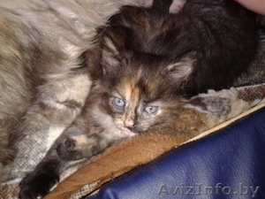 Кошечка в дар,  возраст 1, 5 мес #1092323