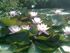 Водная лилия -нимфея #1097299