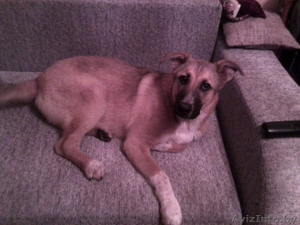 Отдам щенка срочно в добрые руки #1096013