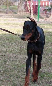 Доберман,  черно-подпалая девочка,  1 год,  в дар в добрые руки #1088228