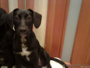 6ти Месячная Щенуля Марта ищет семью #1086457