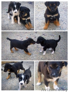 щенки бесплатно,  в добрые руки,  подарю #1090885