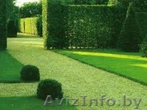 Газон дома. Английский газон #1093098