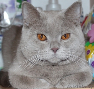 Британский кот ищет кошку для спаривания! #1096972