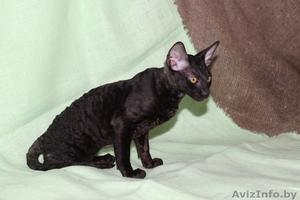 котенок корниш рекс #1084016