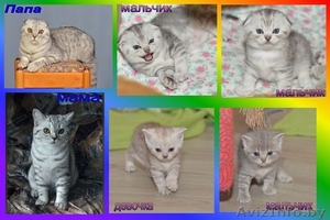 Шотладские вислоухие и прямоухие котята #1095379