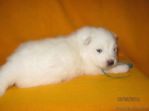 Щенки самоеда,  рожденные 29 апреля 2014 года ждут своих хозяев.  #1091708