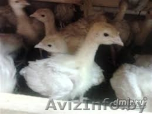 Индюшата бройлерные Big-6 #1088194