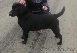 Перспективные щенки лабрадора #1088934