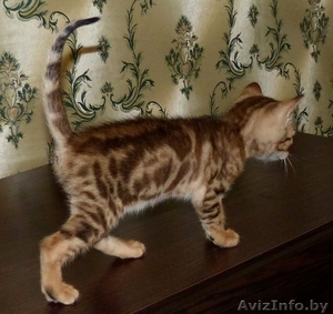 мраморные бенгальские котята #1089396