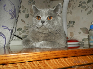 Британец ищет кошечку для вязки #1096760