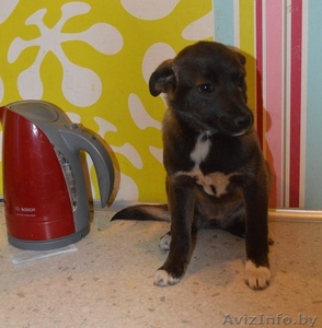 Нежная и скромная девочка-шоколадка в дар! #1091140