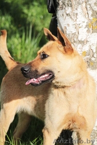 Рыжий Джо хочет стать счастливым! #1091765