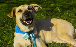 Боня-собака,  которая ищет свой дом! #1095432