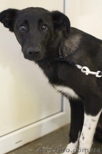 Щенуля  Сонечка ищет ПЕРЕДЕРЖКУ или ,  что лучше - СЕМЬЮ #1093866