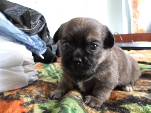 Продам 2-х щенков,  мальчиков пекинесов.  #1095416