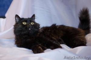 Маркиз, котик-подросток в дар!! #1096900