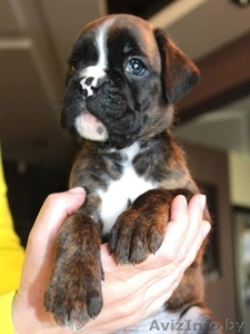 Перспективные щенки боксера!!! #1083950