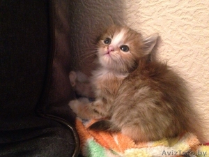 котёнок в добрые и хорошие руки #1095996